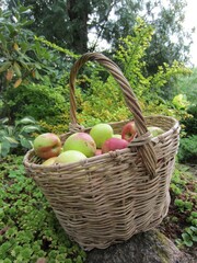 A large homemade wicker basket with green-pink ripe apples, against the background of garden plants in summer.