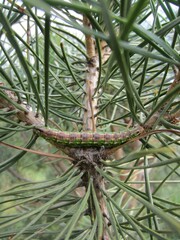 A large beautiful green caterpillar of the coniferous pest pine hawk moth (Sphinx pinastri) on a pine branch (Pinus sylvestris).