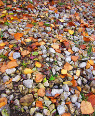 The surface of the rural road is made of pebbles of limestone rubble. In autumn, many bright leaves attacked the passage.
