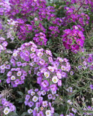 The flowering of a bright ornamental annual garden plant Alyssum. There are many inflorescences in a delicate purple range.