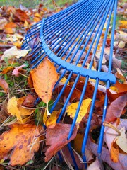 Bright blue rake for cleaning fallen leaves from flower beds and from the lawn. Gardening in autumn.