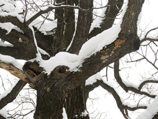 An old oak tree (Quercus) in winter after a snowfall. One curved thick branch looks like the head of a fabulous dragon monster.