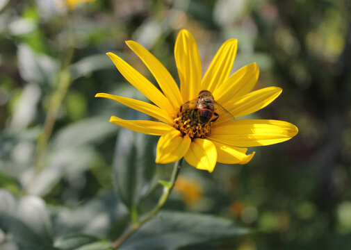 The bright yellow flower of the garden perennial Jerusalem artichoke (Helianthus tuberosus). In the center sits an insect, a bee or a wasp.