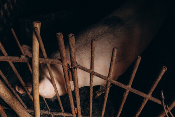 Hungry sows waiting for food in iron cages in pig farm