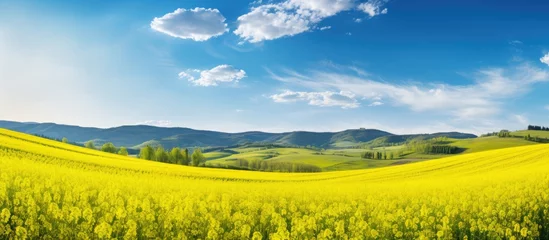 Zelfklevend Fotobehang Yellow flowers field with distant mountains © vxnaghiyev