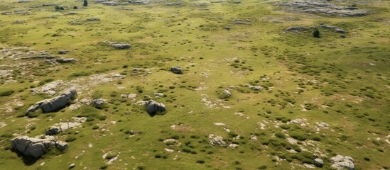 Tranquil meadow with foliage-covered rocks and trees