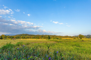 Fototapeta premium Golden Rice Field and sky with clouds has a big mountain in the northern provinces of Thailand.