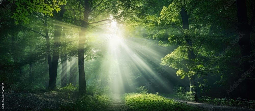 Poster sunlight filtering through dense forest