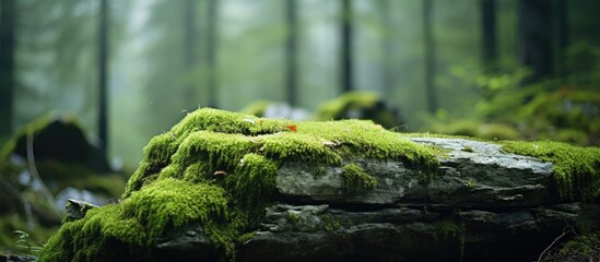 Mossy rock in serene forest setting - obrazy, fototapety, plakaty