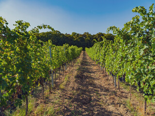 Fototapeta na wymiar green vineyards in spring time