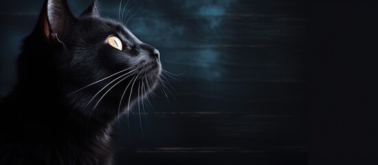 Black cat gazes upward with yellow eyes