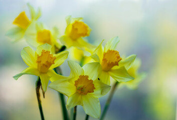 Yellow daffodils on a blurred background.