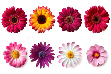 Realistic flowers collection top view isolated on white background