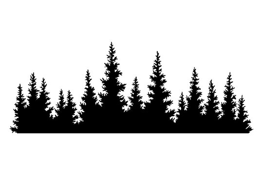 Fir trees silhouette. Coniferous spruce horizontal background pattern, black evergreen woods  illustration. Beautiful hand drawn panorama of coniferous forest