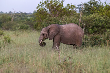 Elephant_Kruger National Park Safari in South Africa