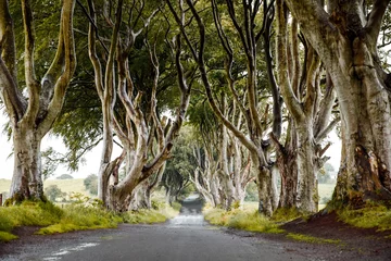 Crédence de cuisine en verre imprimé Atlantic Ocean Road Spectacular Dark Hedges in County Antrim, Northern Ireland on cloudy foggy day. Avenue of beech trees along Bregagh Road between Armoy and Stranocum. Empty road without tourists