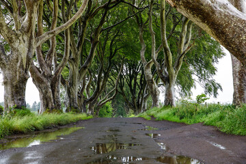 Spectacular Dark Hedges in County Antrim, Northern Ireland on cloudy foggy day. Avenue of beech...