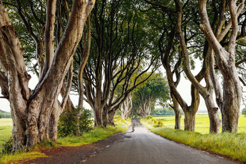 Spectacular Dark Hedges in County Antrim, Northern Ireland on cloudy foggy day. Avenue of beech trees along Bregagh Road between Armoy and Stranocum. Empty road without tourists