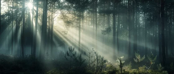 Papier Peint photo Matin avec brouillard Close up of amazing mystical rising mist fog dust forest woods trees landscape panorama banner with sun sunlight sunshine and sunbeams sunshine rays 