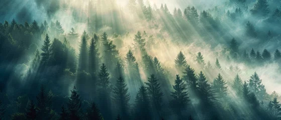 Foto auf Acrylglas Morgen mit Nebel Amazing mystical rising fog dust mist forest woods trees landscape panorama banner with sunshine sunlight and sunbeams sunshine rays 