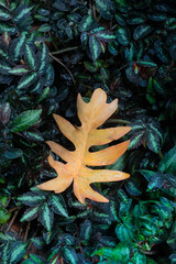 dry leaves fall in autumn