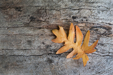 dry leaves fall in autumn