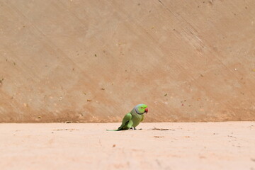 green winged parrot on a wall