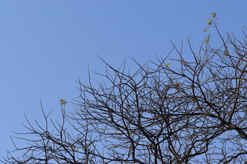 Branches of a tree