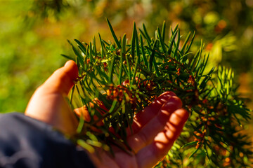 A girl touches a spruce branch. Spruce branches background. Green spruce. Copy space