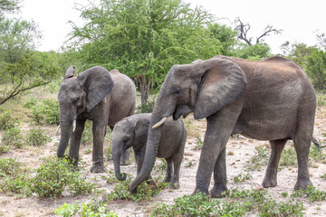 Fototapeta premium Elephant_Kruger National Park Safari in South Africa