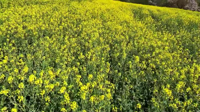 Drone flight over a yellow flowering rapeseed field in spring