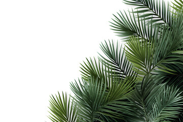 Frame with tropical palm  leaves and jungle plants isolated on white background