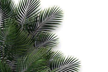 Frame with tropical palm  leaves and jungle plants isolated on white background