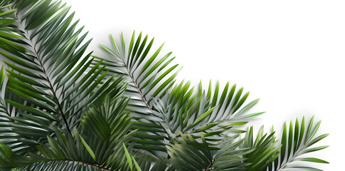 Frame with tropical palm  leaves and jungle plants isolated on white background