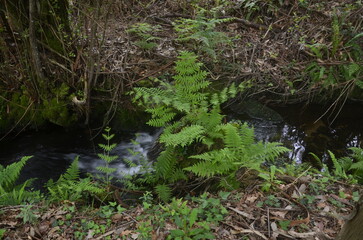 Fototapeta premium Flowers spring in Europe