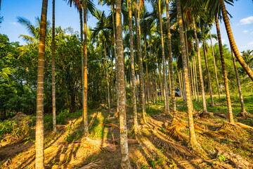 A betel nut forest in the afternoon in Qiongzhong, Hainan, China
