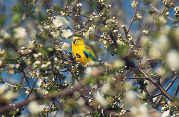 A yellow parrot with colorful wings sits on a branch of a flowering tree