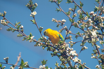 A yellow parrot with colorful wings sits on a branch of a flowering tree