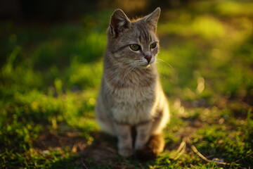 Naklejka na ściany i meble Grey fluffy cat rest in summer garden.
