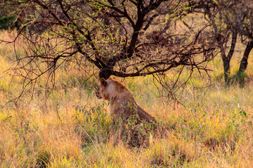 Two lionesses (Panthera leo) resting under a tree in Serengeti National Park, Tanzania