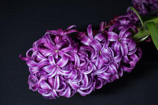 A close up of a beautiful stem of a purple hyacinth encased in georgeous flowers