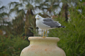 Closeup photo of a short billed Gull in Portugal