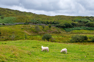 Ireland landscape. Magical Irish hills. Green island with sheep and cows on cloudy foggy day. Connemara national park in Ireland.
