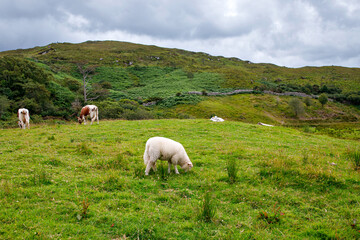 Ireland landscape. Magical Irish hills. Green island with sheep and cows on cloudy foggy day. Connemara national park in Ireland.