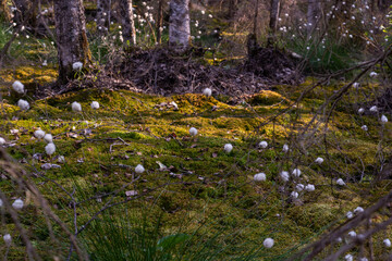 Unusual white fluffy Fluffy flowers grow in the forest in the swamp. Summer.
