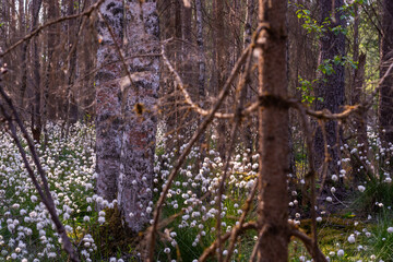 Unusual white fluffy Fluffy flowers grow in the forest in the swamp. Summer.