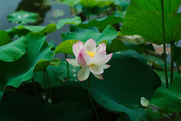 Lotus in Expo'70 Commemorative Park (万博記念公園)	