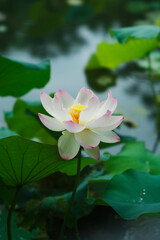 Lotus in Expo'70 Commemorative Park (万博記念公園)	