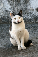 close- up portrait of a cat watching the camera against gray backgroynd. selective focus