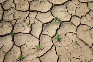 Green plants sprouting through dry, cracked earth, symbolizing hope and resilience in adversity. Resilience of Nature: Green Plants on Cracked Earth